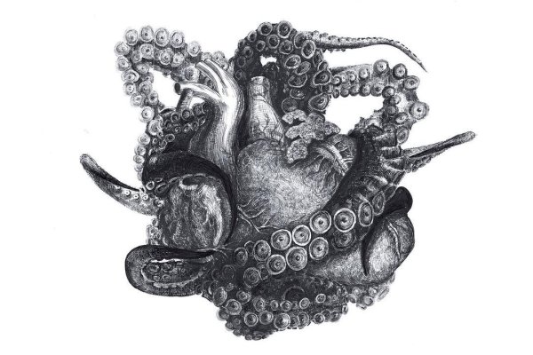 Kraken рабочее зеркало onion