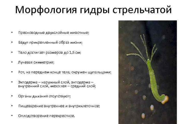 Кракен лучший маркетплейс